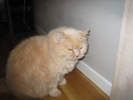 British Shorthair Bamse *død* - Bamse ude i gangen billede 13