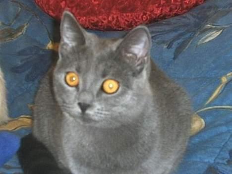 Blanding af racer Mille - hva´ skal jeg finde på af ulykker.... billede 1