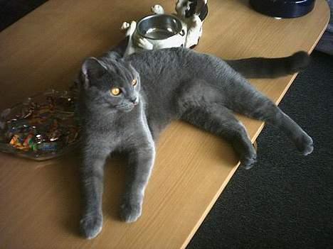 Blanding af racer Mille - slanger mig lige på sofabordet billede 2