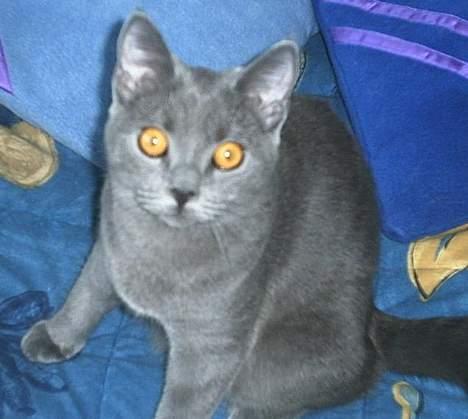 Blanding af racer Mille - sker der noget... billede 3