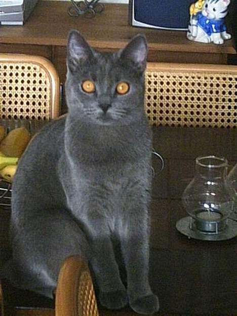 Blanding af racer Mille - er jeg ikk dejlig billede 4