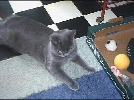 Blanding af racer Mille - hmm skal vi ikk lege?? billede 5