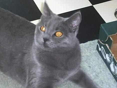 Blanding af racer Mille - dovner lidt på køkkengulvet billede 6