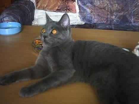 Blanding af racer Mille - uhmmm nyder det bare billede 7