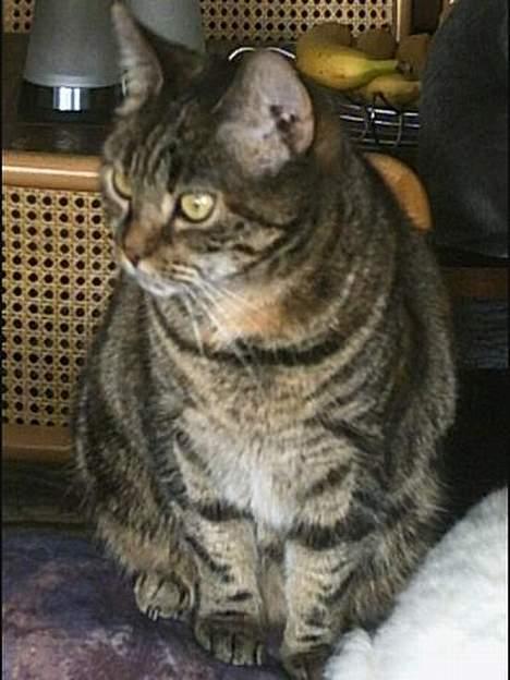 Huskat Disney - holder øje med hvad der sker billede 4