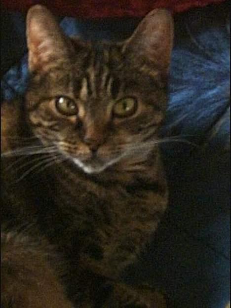 Huskat Disney - haiii billede 5