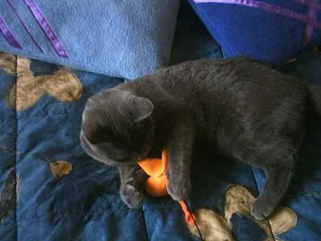 Blanding af racer Mille - så skal der leges billede 8