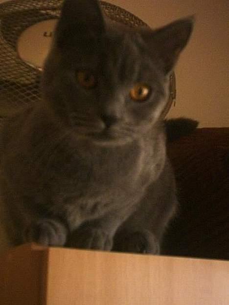 Blanding af racer Mille - stener lige lidt billede 9