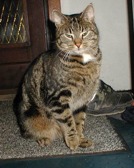 Blanding af racer Felix billede 3