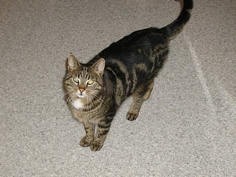 Blanding af racer Felix billede 4