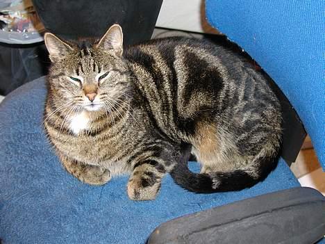 Blanding af racer Felix billede 5