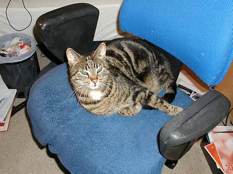 Blanding af racer Felix billede 6