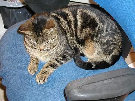 Blanding af racer Felix billede 7