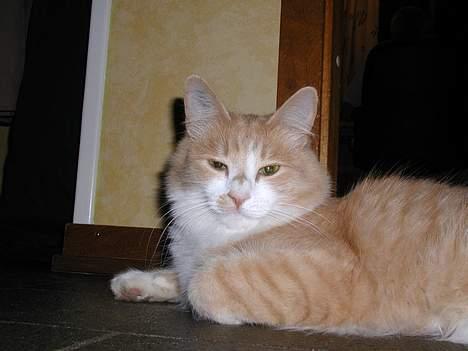 Blanding af racer Simba (Forsvundet) billede 7