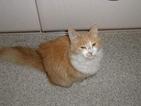 Blanding af racer Simba (Forsvundet) billede 8