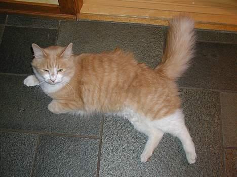 Blanding af racer Simba (Forsvundet) billede 9