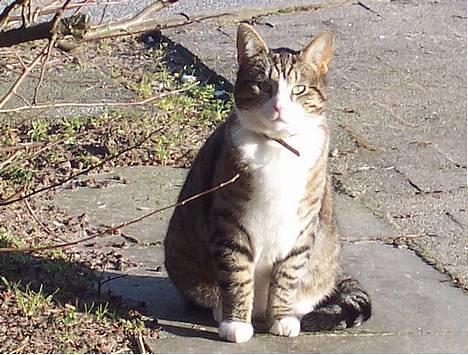 Huskat Malte (EFTERLYSNING!!) - My Boo <3 Her sidder han i vores indkørsel .. billede 10