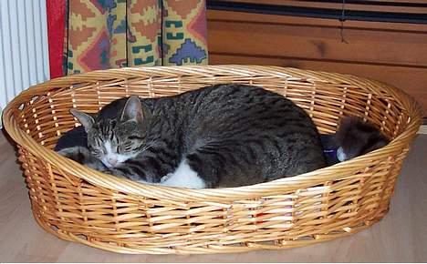 Huskat Malte (EFTERLYSNING!!) - ZzZ .. billede 11