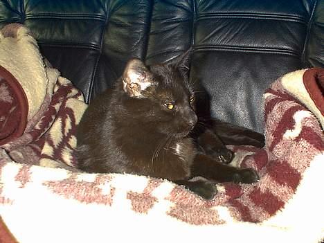 Blanding af racer Lucifer - Mit tæppe!! billede 8