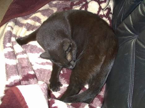 Blanding af racer Lucifer - En lille rengøring.. billede 9