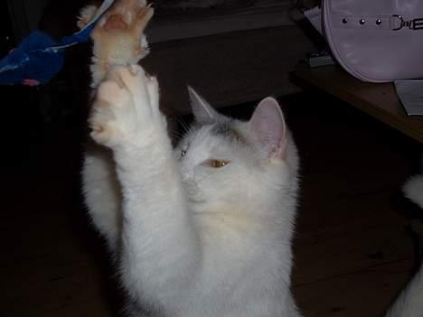 Blanding af racer Ib - Her leger Ib med en legetøjsmus billede 1