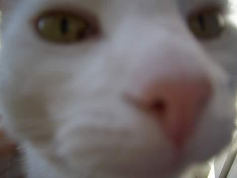 Blanding af racer Ib billede 2