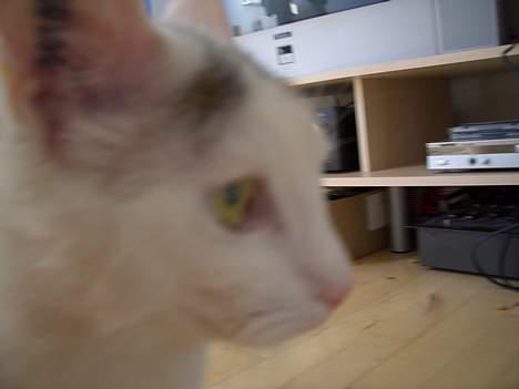 Blanding af racer Ib - Ib i profil. billede 3