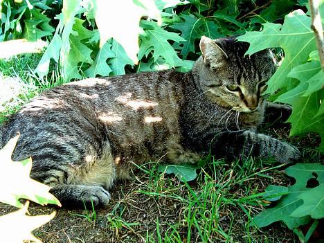 Blanding af racer MisMis *Prinsessen* billede 14