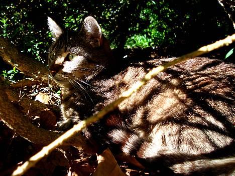 Blanding af racer MisMis *Prinsessen* billede 15