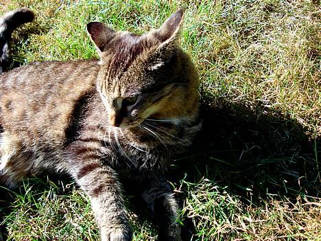 Blanding af racer MisMis *Prinsessen* billede 16