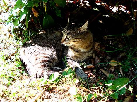 Blanding af racer MisMis *Prinsessen* billede 17