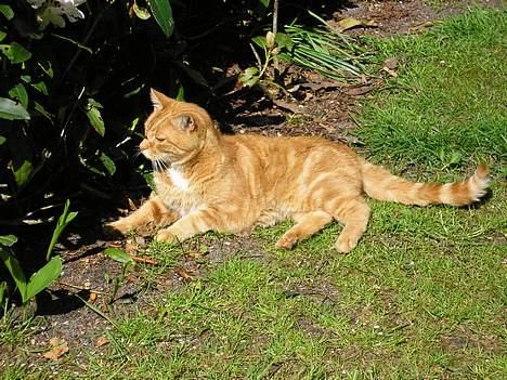 Blanding af racer Miv R.I.P 15/6.06 <3<3 billede 13