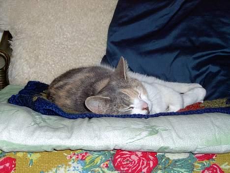 Blanding af racer Mulle *forsvundet* billede 11