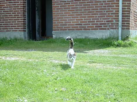 Blanding af racer Mulle *forsvundet* billede 12