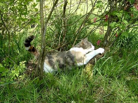 Blanding af racer Mulle *forsvundet* billede 13