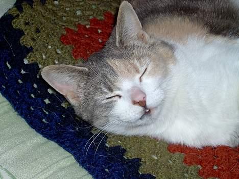 Blanding af racer Mulle *forsvundet* billede 14