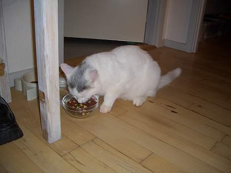 Blanding af racer Ib - Ib spiser billede 4