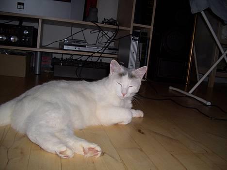 Blanding af racer Ib - Ligger og slapper af i stuen billede 5