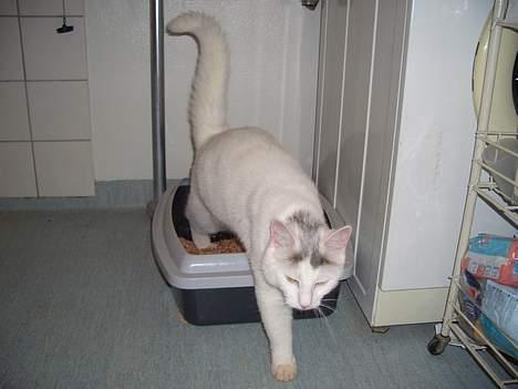 Blanding af racer Ib - Ib´s toilet billede 6