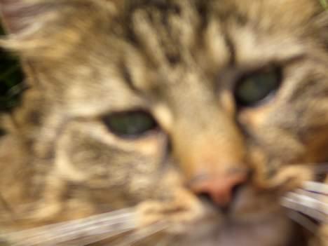 Norsk Skovkat Frederik billede 2