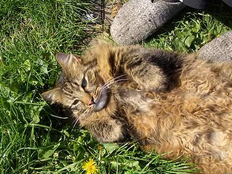 Norsk Skovkat Frederik billede 3