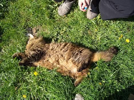 Norsk Skovkat Frederik billede 4