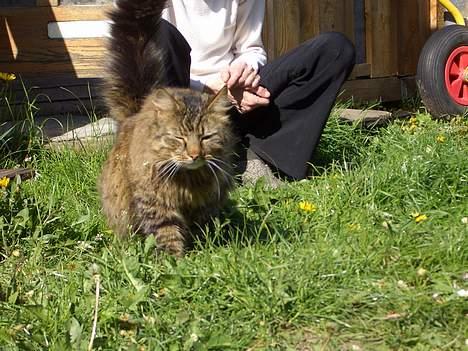 Norsk Skovkat Frederik billede 5