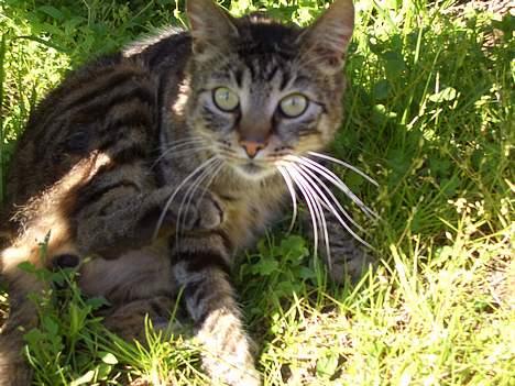 Blanding af racer Joachim billede 1