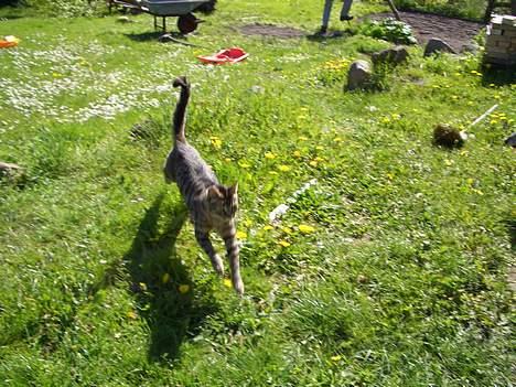 Blanding af racer Joachim billede 2