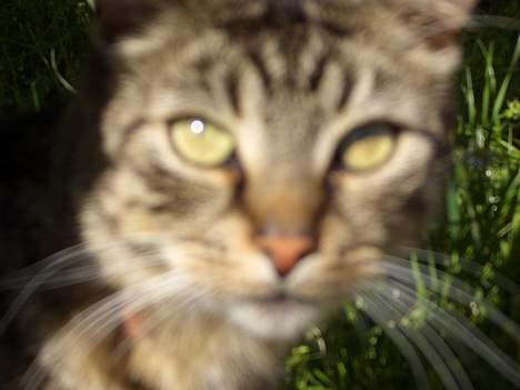 Blanding af racer Joachim billede 3