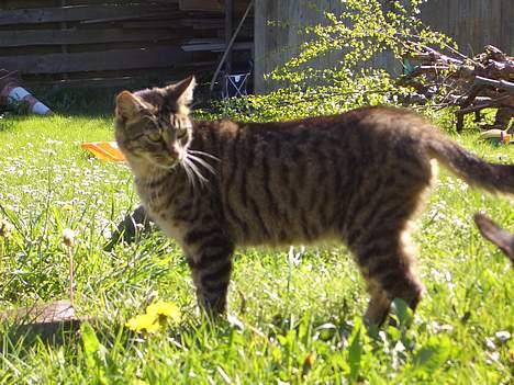 Blanding af racer Joachim billede 4