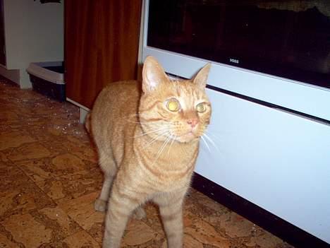 Blanding af racer Pelle billede 1