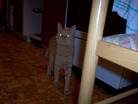 Blanding af racer Pelle billede 2