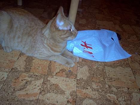 Blanding af racer Pelle billede 3